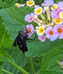 Copestylum violaceum