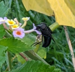 Copestylum violaceum