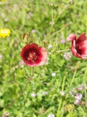 Potentilla thurberi