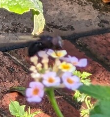 Copestylum violaceum