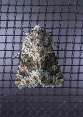 Lacinipolia