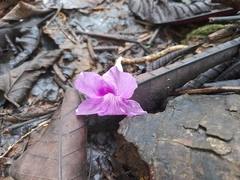 Bignonia