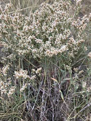 Eriogonum effusum
