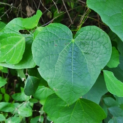 Menispermum canadense