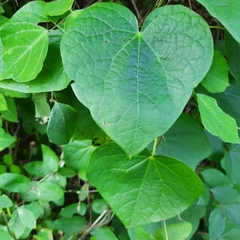 Menispermum canadense