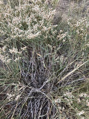 Eriogonum effusum