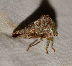 Telamona