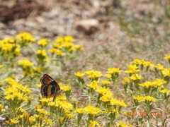 Chlosyne californica