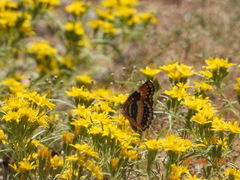 Chlosyne californica