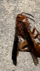 Polistes rubiginosus
