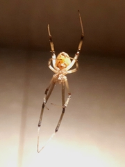 Latrodectus geometricus