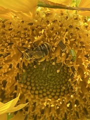 Melissodes trinodis
