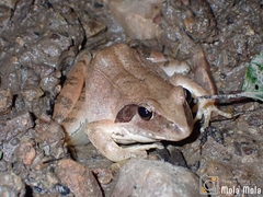 Rana zhenhaiensis