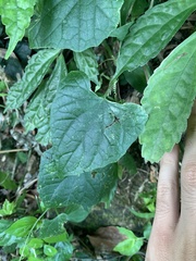 Zehneria