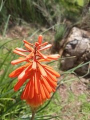 Kniphofia uvaria