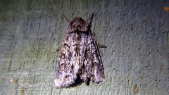 Acronicta impressa