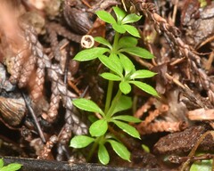 Galium triflorum