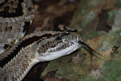 Crotalus tzabcan
