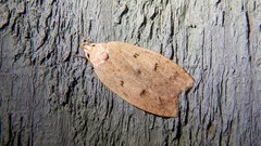 Machimia tentoriferella