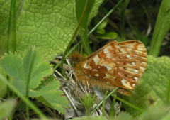 Boloria caucasica