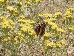 Chlosyne californica