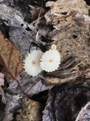 Marasmius siccus