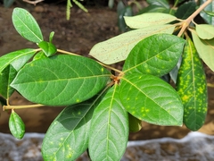 Terminalia lucida