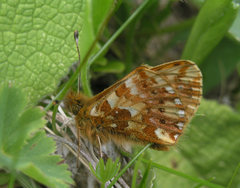 Boloria caucasica