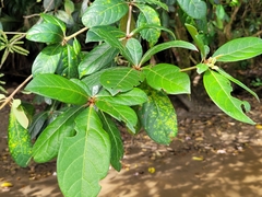 Terminalia lucida