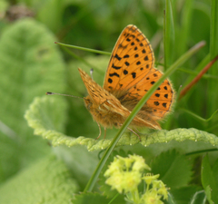 Boloria caucasica
