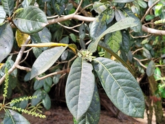 Terminalia lucida