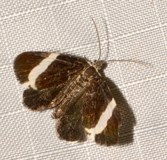Trichodezia albovittata