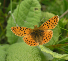 Boloria caucasica