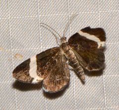 Trichodezia albovittata