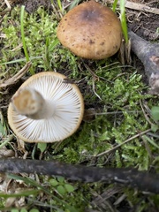 Russula grata