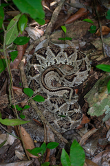 Crotalus tzabcan