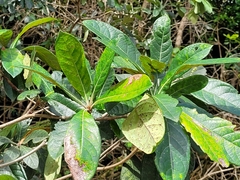 Terminalia lucida