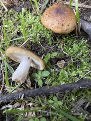 Russula grata