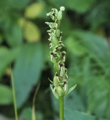 Platanthera aquilonis