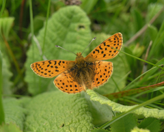 Boloria caucasica