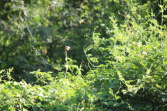 Funastrum cynanchoides