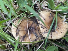 Russula grata