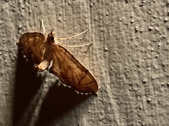 Eulithis diversilineata