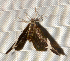 Trichodezia albovittata