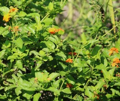 Lantana urticoides