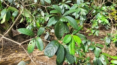 Terminalia lucida