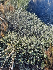 Veronica pinguifolia