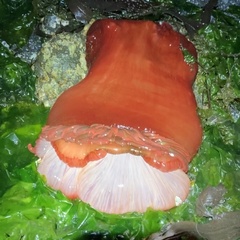 Urticina piscivora
