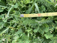Achillea millefolium