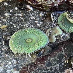 Anthopleura xanthogrammica